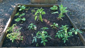 I am tending the garden of my heart with greater care.