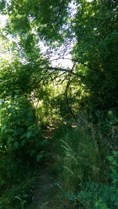 Sometimes the path is not obvious.