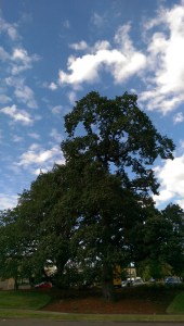 Taking the time to invest in me, to put down roots within my own heart, nurtures future strength and resilience.