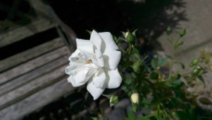 Like a flower, blooming when conditions are right.