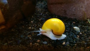 It isn't necessary to make the journey quickly, as much as it is to be present along the way.