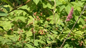 Fruit ripens in its own time.