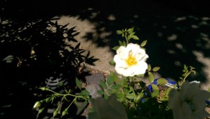 I am feeling ready to stand out - unapologetically precisely who I am.