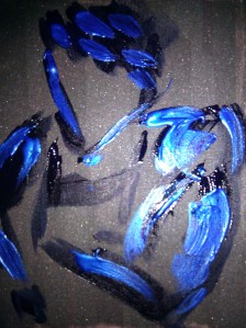 "Contemplation" 11" x 14" acrylic on canvas 2012