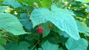 The sweet fruit of commitment, will, and action await me.