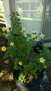 Worth paying for. The sticky note on the inside of my front door this morning says 'don't forget the rent!'