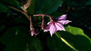 Blooming in my own time, when conditions are right; I am learning to tend the garden of my heart more skillfully.