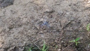 He's there, really. (I have no idea why I like dragonflies so very much, but I do.)