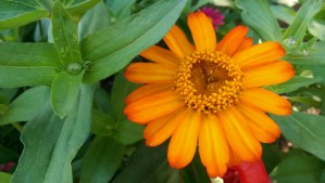 Coffee, flowers, and a celebration of morning.