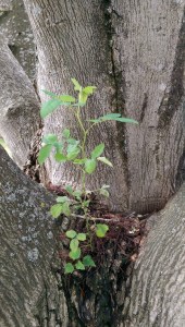 Life finds its own path, sometimes the 'obvious' choices are not the only choices.