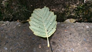 There is enough structure and symmetry in life, there is no need to impose more.