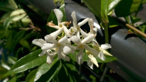 The heavy scent of summer jasmine reminds me of my childhood home. I wonder why I haven't gotten a potted one for my patio yet?