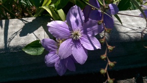 Clematis on a summer morning is lovely even when I hurt.