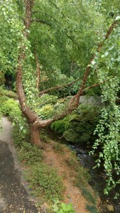 Lacking the time to explore at greater length, I paused frequently to breath the fresh air, and listen to the sounds of the trees and birds and breezes all around me.