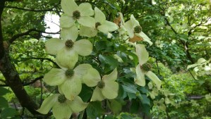 The dogwoods are still flowering - they remind me of my childhood home.
