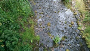 I step to an edge to experience the dizzying view to the water below, from a path high above the creek.