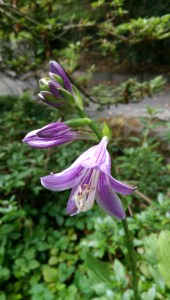 There are no rhododendrons or azaleas blooming this time of year, but there is no shortage of flowers.