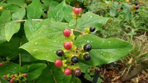 It has rained, and everything is covered with tiny drops of water, and the air smells fresh.