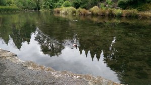 The paths follow the banks of creek, stream, and lake; eventually I am n noticed by the ducks.