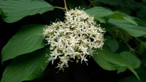 And still more flowers.