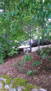 At some point they boarded up one favored way into the park at night... it would not longer be so easy to stroll here in the moonlight.
