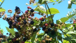 Summer berries, summer sky.