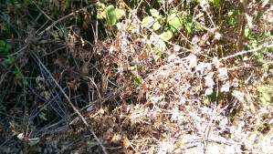 ...I am reminded that what I see is often very much a matter of...