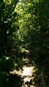 Where will my path take me? 