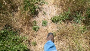 I succeeded in taking a picture of my own foot, without any effort at all, but not one picture of a dragonfly. 