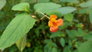 ...but the details do matter, and there are wonders within reach if I am willing to see them.