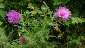 A summer day, a journey that continues.