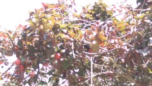 A bit like squinting at fruit I can't reach, with the sun in my eyes.