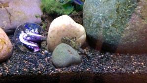 I did get a rare picture of my very shy clown pleco, yesterday morning - catching a glimpse of him so unexpectedly delighted me.