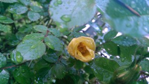 When I rush, I so easily miss small things that hold great promise.