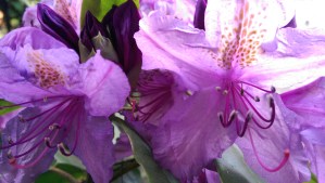 Light and flowers; I am fascinated by light as a metaphor for gnosis.