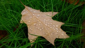 With the return of the rain, I have a sense that autumn approaches; seasons change.