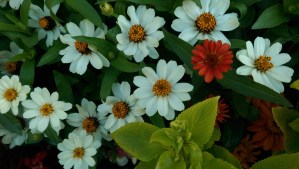 What could be more worthy than being the woman I am in the most authentic possible way? There are no others quite like me.