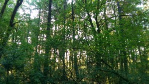 There is something about being alone out in the trees, walking, awake, aware, and on my own journey.