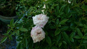 Tending the garden in my heart.