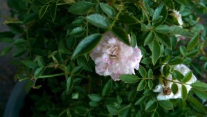 It may be necessary to stand still long enough for stillness to catch up to me. :-)