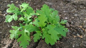 Each mighty oak begins small and grows.