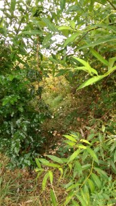 The path isn't always obvious.