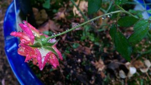 Persistence pays off. Incremental change over time requires...time (and practice). We can begin again. And again.