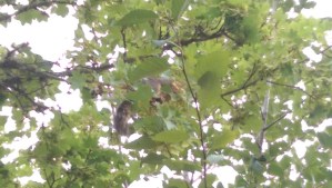 One of my neighbors enjoying breakfast al fresco.