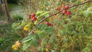 Autumn rose hips.