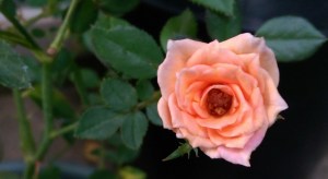 After the rain, the morning breeze carries the scent of roses to me while I write.