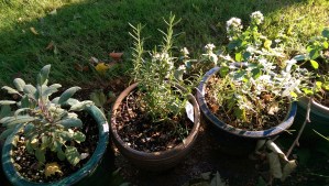 Time spent in tending the patio garden means fresh herbs for cooking, and a fresh perspective on the day.
