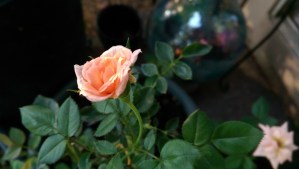 Building contentment over a coffee in the garden.