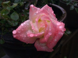 Raindrops on a rose named 