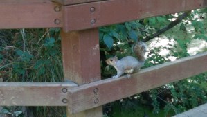 I take pictures of squirrels. 